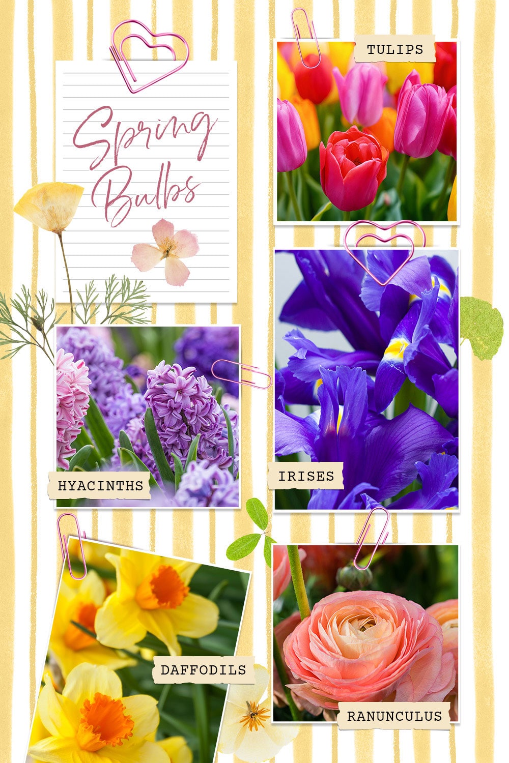 Spring bulbs collage graphic featuring tulips, hyacinths, irises, daffodils, and ranunculus flowers