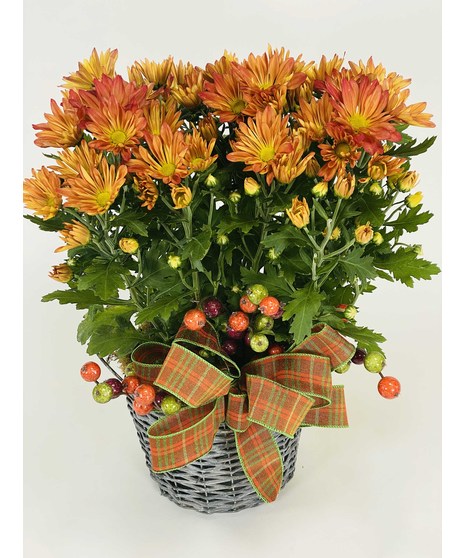 Fall Mum Plant