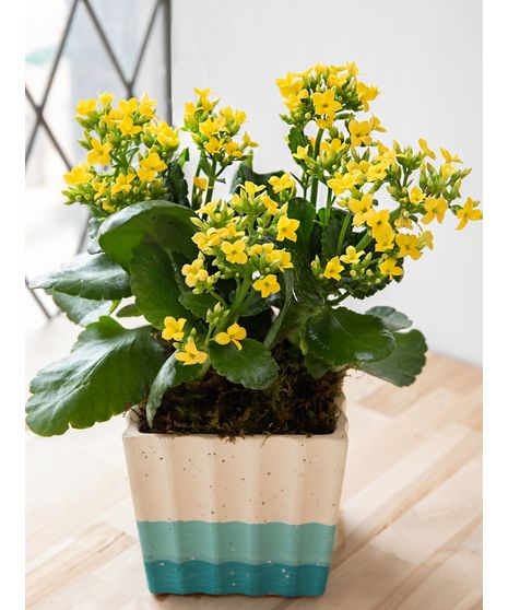 Kalanchoe in Yellow