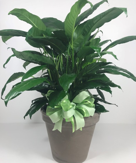 Spathiphyllum Plant In Ceramic