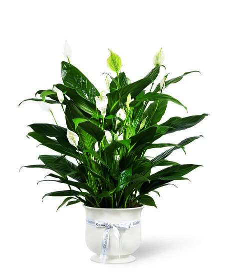 Plants