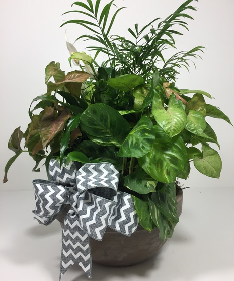 Classic Dish Garden Deluxe in Ceramic